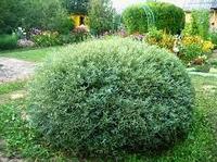 Ива пурпурная Нана (Salix purpurea Nana) С10, диам: 70-80см