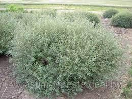 Ива пурпурная Нана (Salix purpurea Nana) С10, диам: 70-80см - фото 2 - id-p194828978