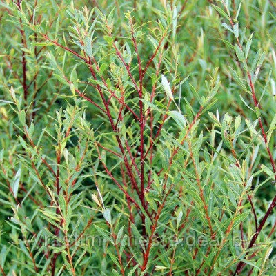 Ива пурпурная Нана (Salix purpurea Nana) С10, диам: 70-80см - фото 3 - id-p194828978