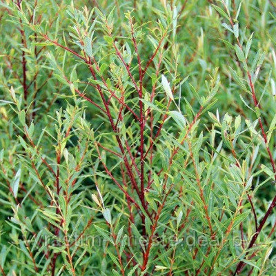 Ива пурпурная Нана (Salix purpurea Nana) С20 - фото 3 - id-p194833798