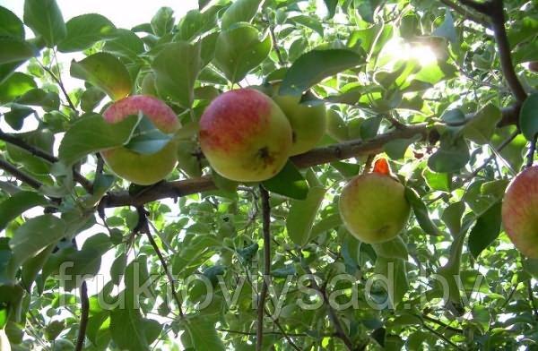 Саженцы яблони сорта Юбиляр - фото 2 - id-p194841811