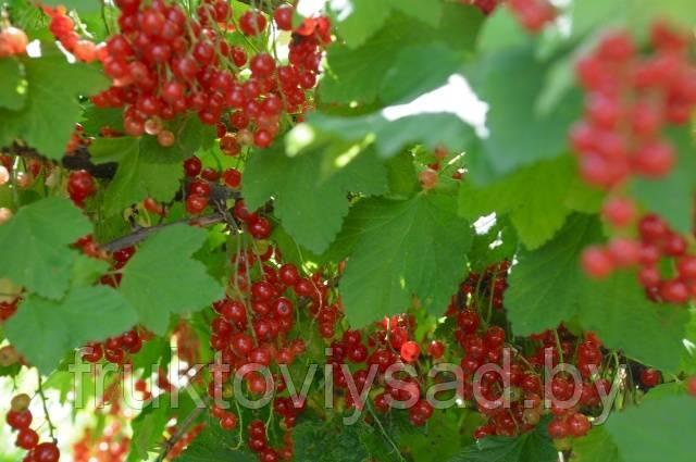 Саженцы сорта красной смородины Натали
