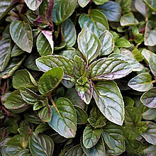 Мята перечная "Шоколад" (Chocolate), С1