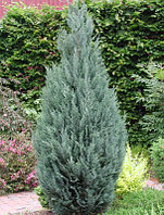 Кипарисовик Лавсона Элвуди (Chamaecyparis lawsoniana ‘Ellwoodii’) С2