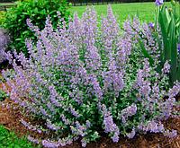 Котовник фассена (Nepeta faassenii), Р9