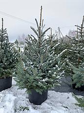 Новогодняя живая елка Глаука 80-100 см, в горшке, фото 3