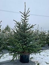 Новогодняя живая елка Глаука 80-100 см, в горшке, фото 2