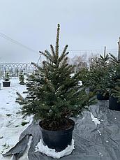 Ель живая новогодняя голубая Глаука 200-250 см, в горшке (САЖЕНЕЦ), фото 2