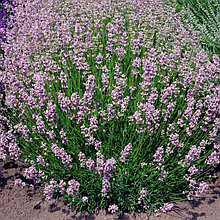 Лаванда узколистная "Розеа" (Rosea), С2