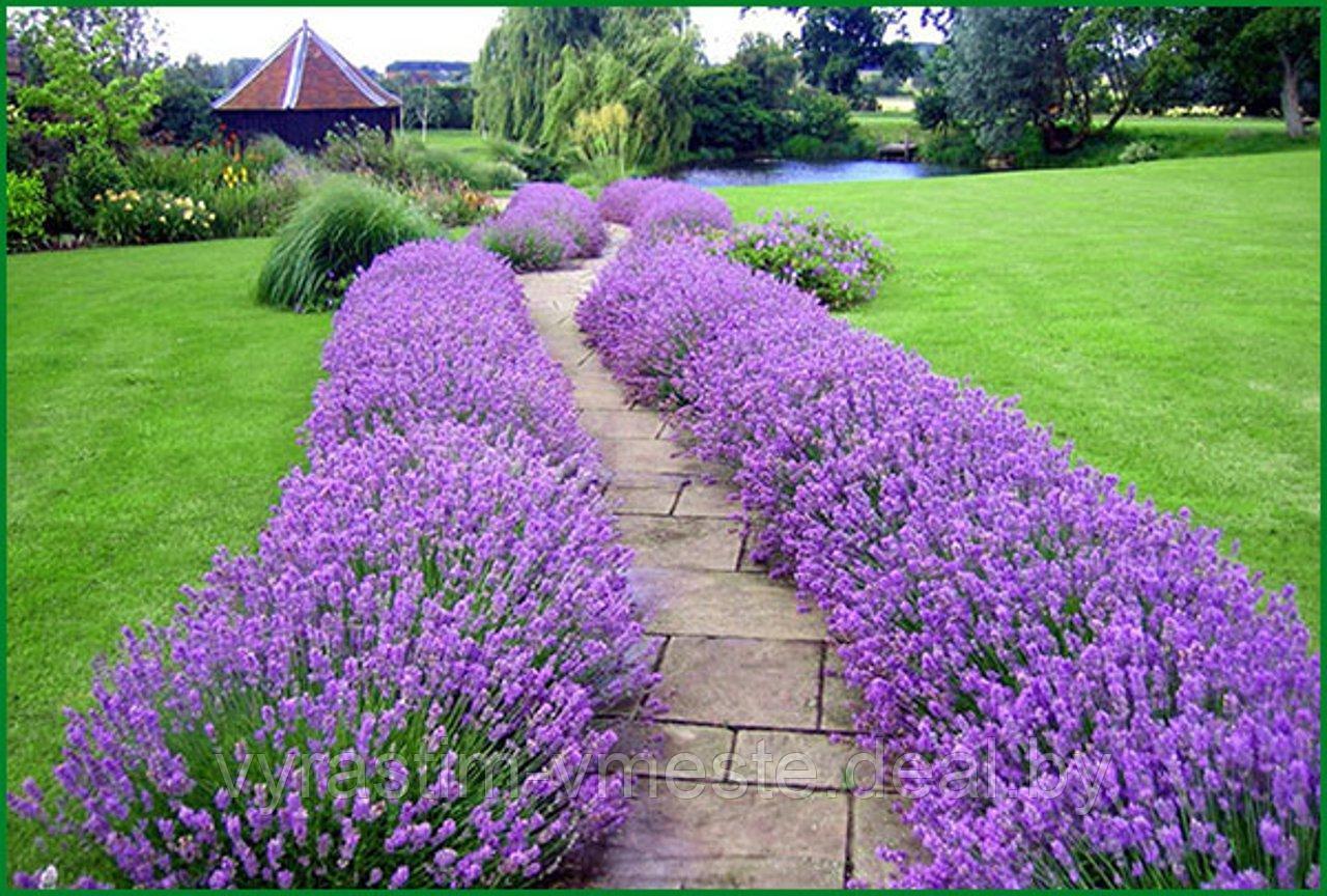 Лаванда узколистная Хидкот ('Hidcote'), С5 - фото 4 - id-p195050470