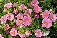 Лапчатка кустарниковая Лавли Пинк (Potentilla fruticosa Lovely Pink), С3, выс: 20-30см