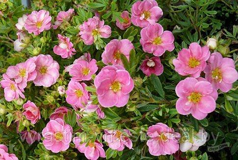 Лапчатка кустарниковая Лавли Пинк (Potentilla fruticosa Lovely Pink), С3, выс: 20-30см - фото 1 - id-p177880790