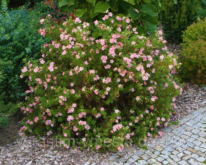 Лапчатка кустарниковая Лавли Пинк (Potentilla fruticosa Lovely Pink), С3, выс: 20-30см - фото 2 - id-p177880790