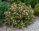 Лапчатка кустарниковая Лавли Пинк (Potentilla fruticosa Lovely Pink), С3, выс: 20-30см, фото 2