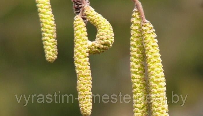 Лещина обыкновенная (Corylus avellana) С50, выс.170 см - фото 2 - id-p195051379