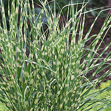 Мискантус китайский "Стриктус" (Strictus), С3