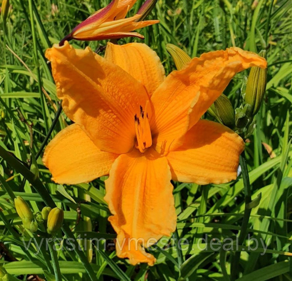 Лилейник "Burning Daylight" (HEMEROCALLIS Burning Daylight) С5 - фото 1 - id-p195098798