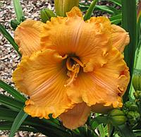 Лилейник "Ponkan's Solar Flare'" (Hemerocallis 'Ponkan's Solar Flare') С7,5