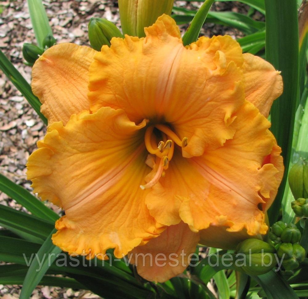 Лилейник "Ponkan's Solar Flare'" (Hemerocallis 'Ponkan's Solar Flare') С7,5 - фото 1 - id-p195099904