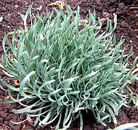 Лук горный Спиралис (Allium oreoprasum «Spiralis») С2