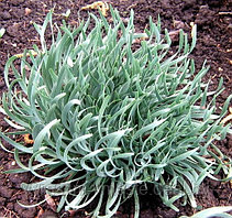 Лук горный Спиралис (Allium oreoprasum «Spiralis») С2