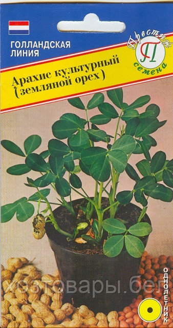 Арахис культурный (земляной орех) 5шт Одн 30см (Престиж) - фото 1 - id-p195199654