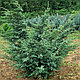 Можжевельник китайский  Блу Альпс (Juniperus chinensis  'Blue Alps’) С100 В170 Д.150 см Бонсай, фото 3