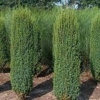 Можжевельник обыкновенный Хиберника (Juniperus communis Hibernica ) С3