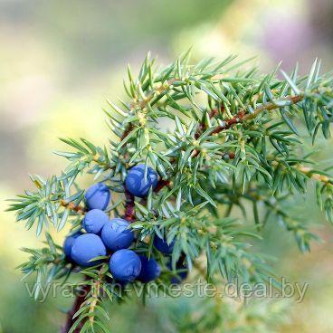 Можжевельник обыкновенный Хиберника (Juniperus communis Hibernica ) С3 - фото 2 - id-p195224322