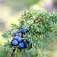 Можжевельник обыкновенный  Хиберника  (Juniperus  communis  ‘Hibernica’) С3, фото 2