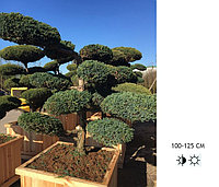 Можжевельник китайский Блу Альпс (Juniperus chinensis 'Blue Alps ) С100 В170 Д.150 см Бонсай