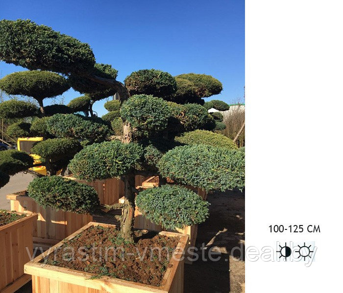Можжевельник китайский Блу Альпс (Juniperus chinensis 'Blue Alps ) С100 В170 Д.150 см Бонсай - фото 1 - id-p195224316