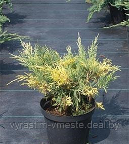 Можжевельник средний Блю энд Голд (Juniperus рfitzeriana Blue and Gold) С3.5 В.35-60 см - фото 1 - id-p195236335