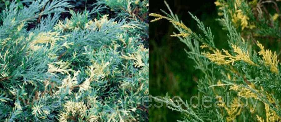 Можжевельник средний Блю энд Голд (Juniperus рfitzeriana Blue and Gold) С3.5 В.35-60 см - фото 2 - id-p195236335