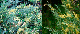 Можжевельник средний Блю энд Голд (Juniperus рfitzeriana Blue and Gold) С3.5 В.35-60 см, фото 2