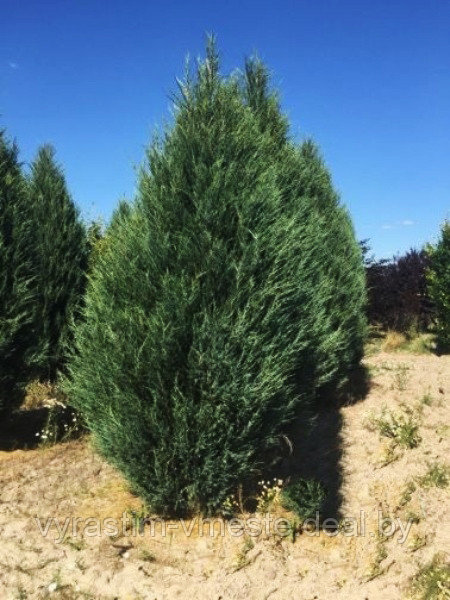 Можжевельник скальный Блю Эрроу (Juniperus scopulorum 'Blue Arrow ) С35 В.210-260 см - фото 1 - id-p168294428