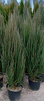 Можжевельник скальный Блю Эрроу (Juniperus scopulorum 'Blue Arrow ) С10 В. 130-140 см