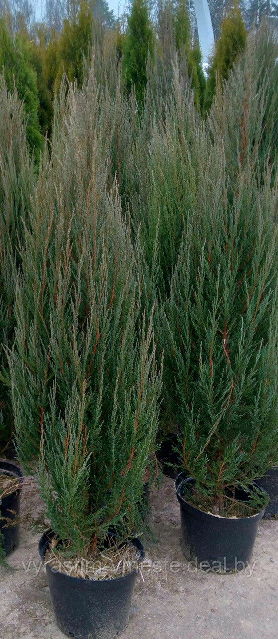Можжевельник скальный  Блю Эрроу (Juniperus  scopulorum  'Blue  Arrow’) С10 В. 140-160 см