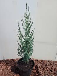 Можжевельник скальный Блю Эрроу (Juniperus scopulorum 'Blue Arrow ) С10 В. 140-160 см - фото 5 - id-p195236656