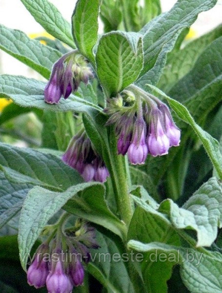 Окопник лекарственный (Symphytum officinale) C2 - фото 2 - id-p195236648