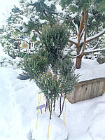 Можжевельник скальный Блю Эрроу (Juniperus scopulorum 'Blue Arrow ) С20 В. 110-120 см формир-й