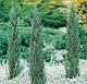 Можжевельник скальный  Блю Эрроу (Juniperus  scopulorum  'Blue  Arrow’) С35 В. 140 см формир-й, фото 3