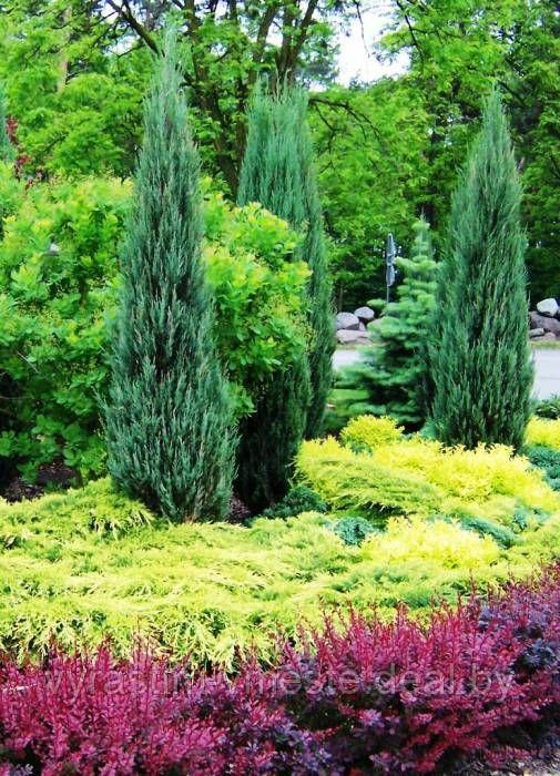 Можжевельник скальный Блю Эрроу (Juniperus scopulorum 'Blue Arrow ) С35 В. 140 см формир-й - фото 5 - id-p195239150