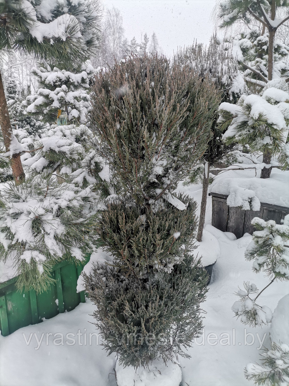 Можжевельник скальный  Блю Эрроу (Juniperus  scopulorum  'Blue  Arrow’) С35 В. 140 см формир-й