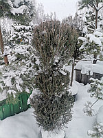 Можжевельник скальный Блю Эрроу (Juniperus scopulorum 'Blue Arrow ) С35 В. 180 см формир-й