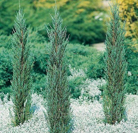 Можжевельник скальный Блю Эрроу (Juniperus scopulorum 'Blue Arrow ) С35 В. 180 см формир-й - фото 3 - id-p195239155
