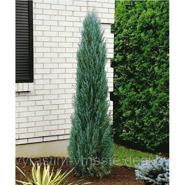 Можжевельник скальный Блю Эрроу (Juniperus scopulorum 'Blue Arrow ) С35 В. 180 см формир-й - фото 4 - id-p195239155
