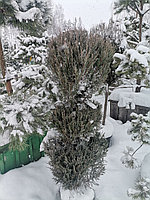 Можжевельник скальный Блю Эрроу (Juniperus scopulorum 'Blue Arrow ) С35 В. 160 см формир-й