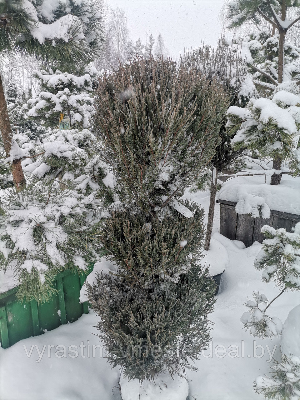 Можжевельник скальный Блю Эрроу (Juniperus scopulorum 'Blue Arrow ) С35 В. 160 см формир-й - фото 1 - id-p195239194