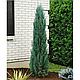 Можжевельник скальный  Блю Эрроу (Juniperus  scopulorum  'Blue  Arrow’) С35 В. 160 см формир-й, фото 4
